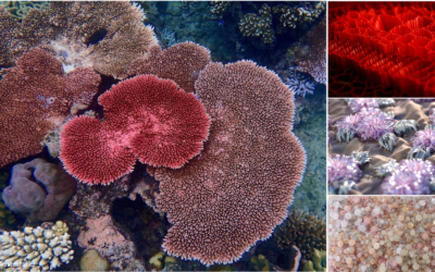 When the Ocean Bed became our Mood Board!