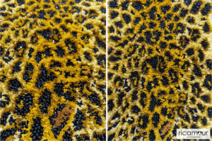 A leopard print inspired 3D hand embroidered design with raffia and beads